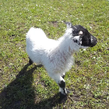 Mulhollow House Only Panzió Keel