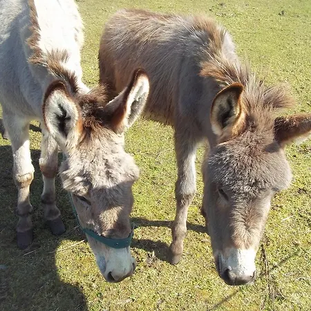 Panzió Mulhollow House Only 3*