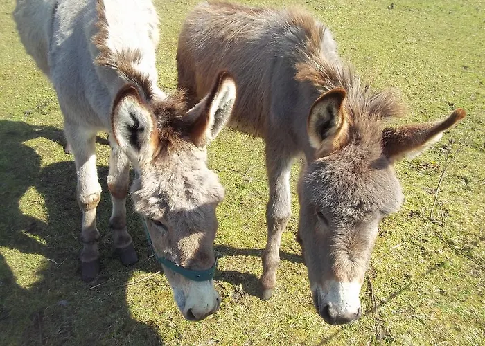 Couette-café Mulhollow House Only 3*